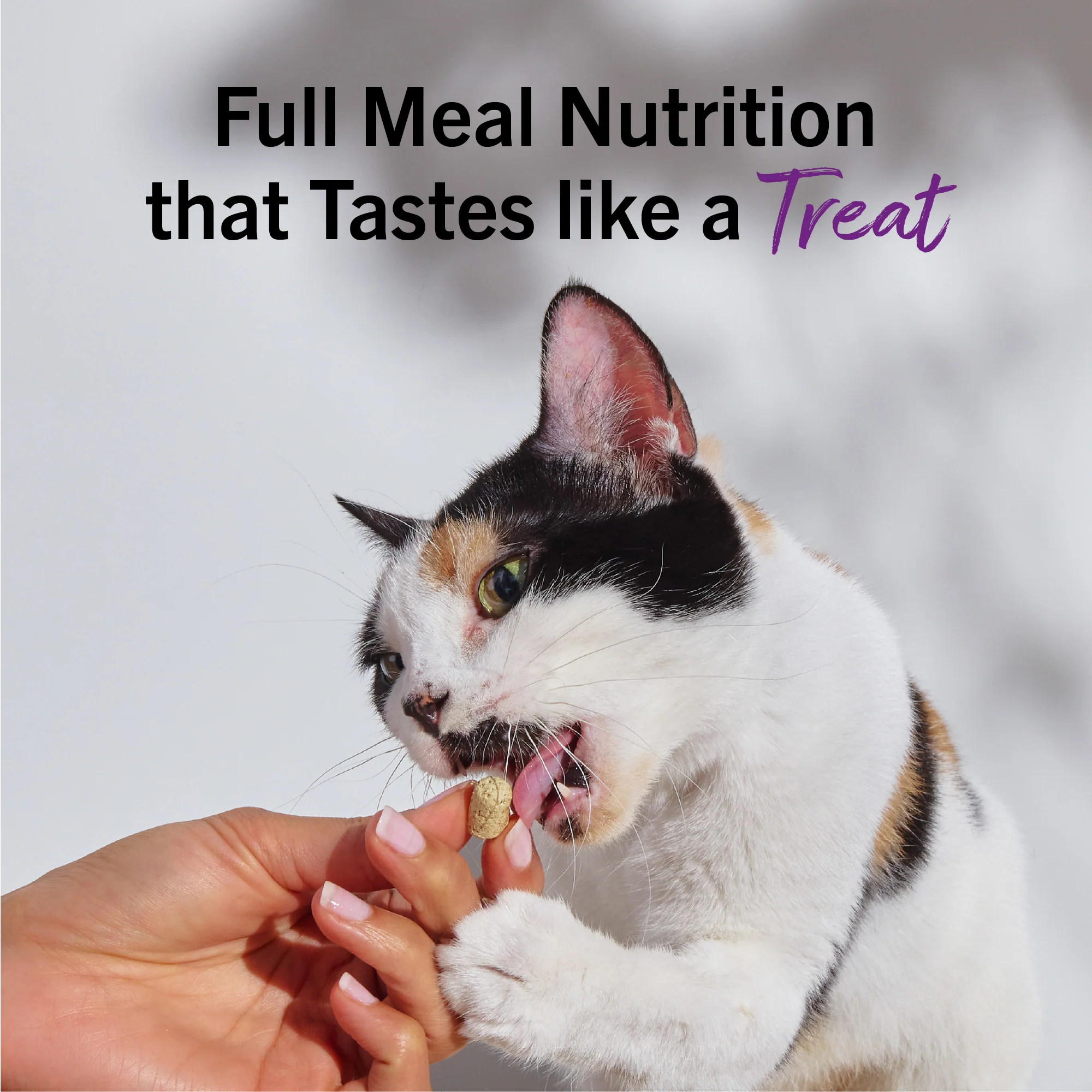 Tummy Ticklin’ Turkey Freeze-Dried Raw Dinner Morsels for Cats - Image 13